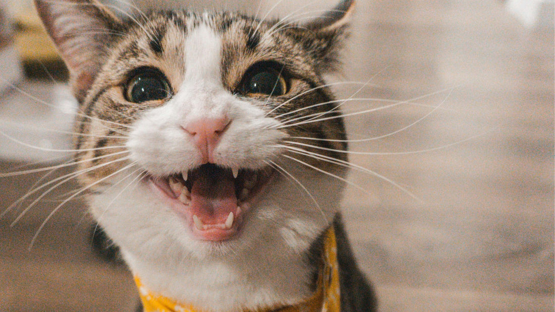 The Ultimate Guide to Choosing the Perfect Accessories for Your Pet