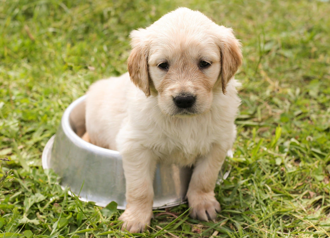 Top 10 Must-Have Products for New Pet Parents: Essentials You Can’t Overlook