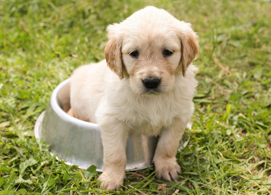 Top 10 Must-Have Products for New Pet Parents: Essentials You Can’t Overlook