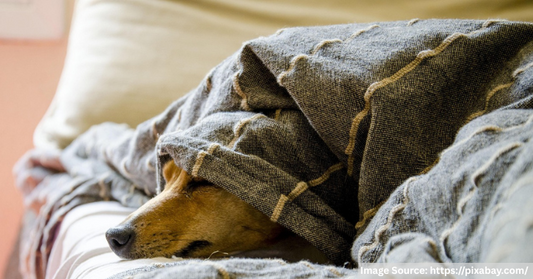 7 Pet Behavioral Issues & How to Fix Them